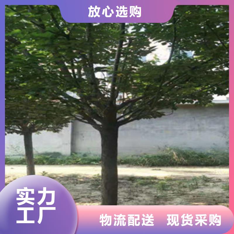 樱花核桃苗樱花苗长果桑树苗加工定制
