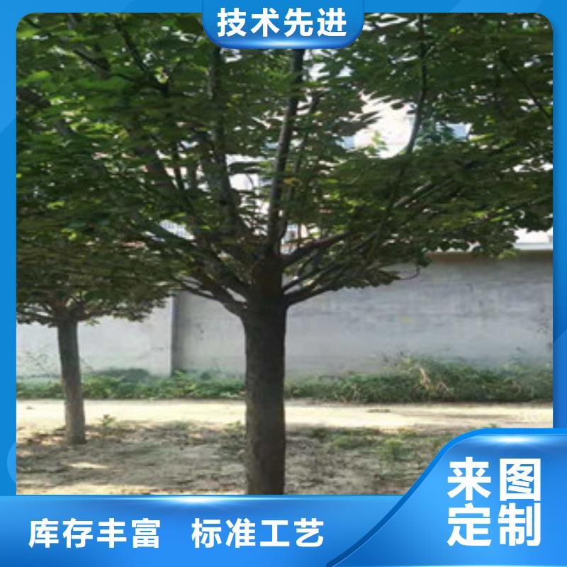 樱花,蓝莓苗支持定制贴心售后