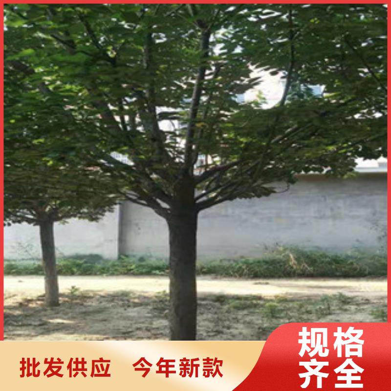 樱花泰山景松造型景松现货充足