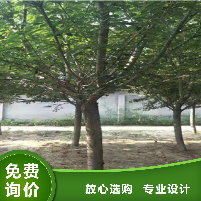 樱花绿化树绿化工程实力派厂家
