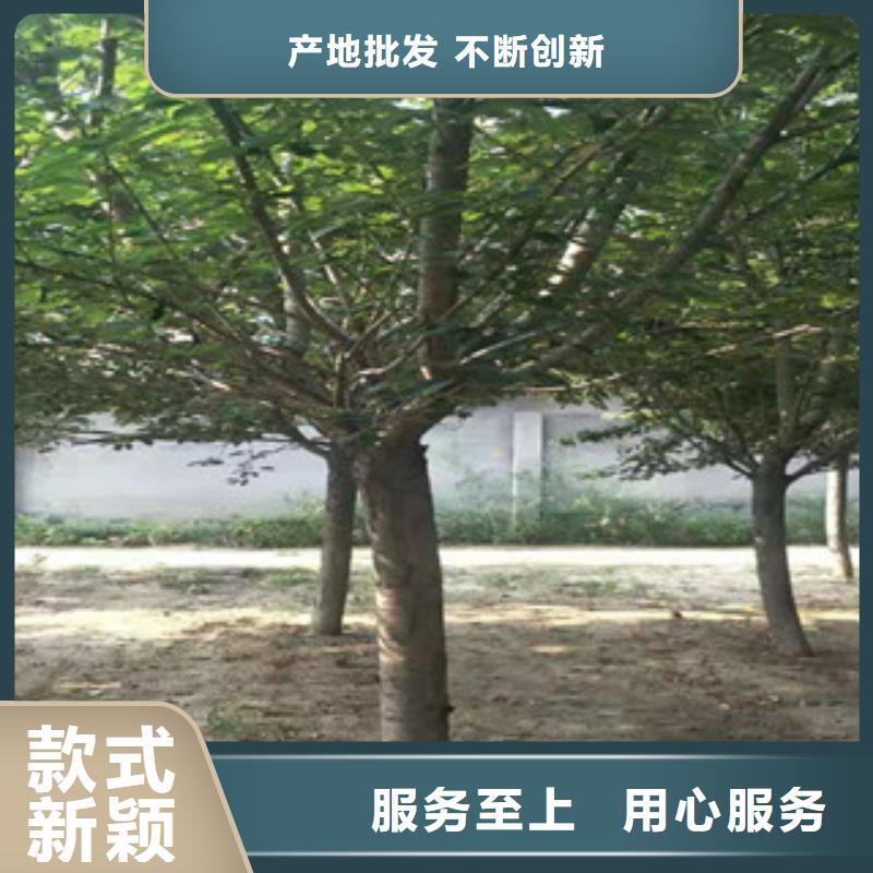【实力厂家 樱花,碧桃款式多样】-附近经销商-新闻资讯