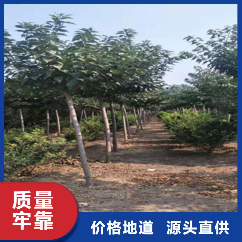 樱花蓝莓苗真材实料
