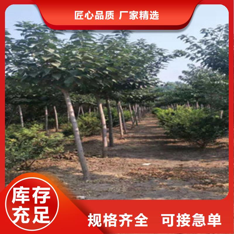 樱花_蓝莓苗一件也发货
