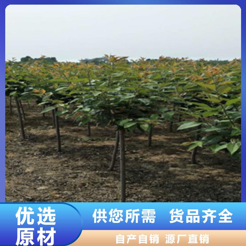 樱花_占地果树发货及时