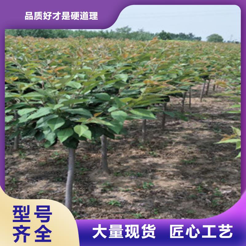樱花樱桃苗正规厂家