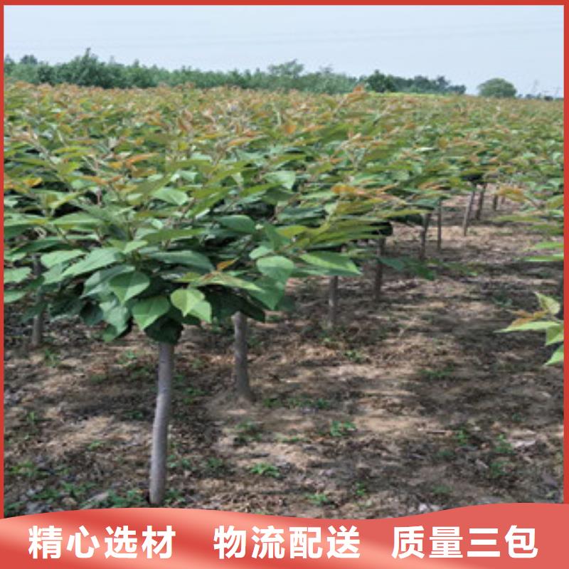 樱花【钙果苗】厂家大量现货