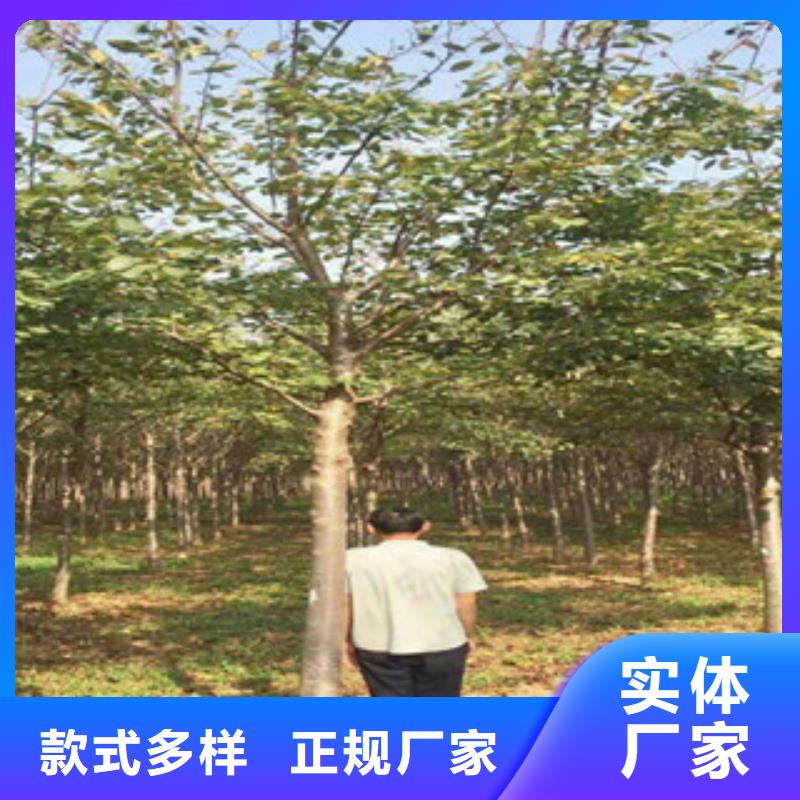 樱花核桃苗樱花苗长果桑树苗产地批发