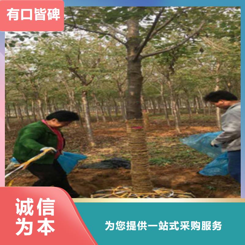 樱花核桃苗樱花苗长果桑树苗产地批发