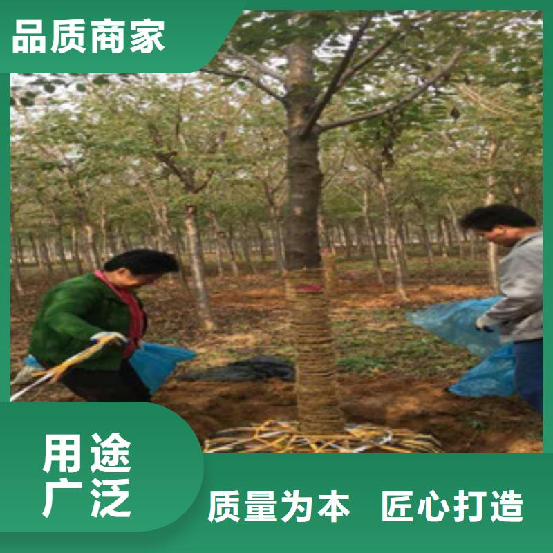 樱花绿化树绿化工程实力派厂家