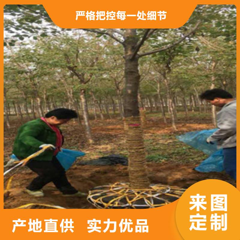 樱花核桃苗樱花苗长果桑树苗严选好货
