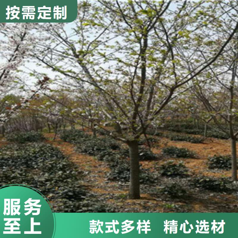 【 樱花,碧桃款式多样】同城生产厂家