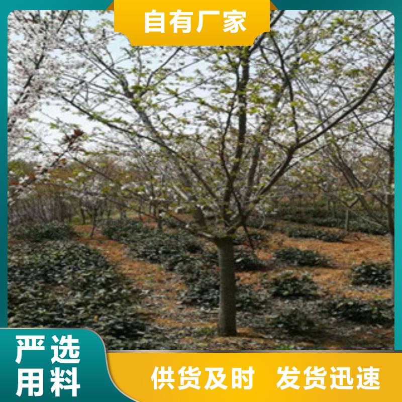樱花-核桃苗樱花苗长果桑树苗直销厂家