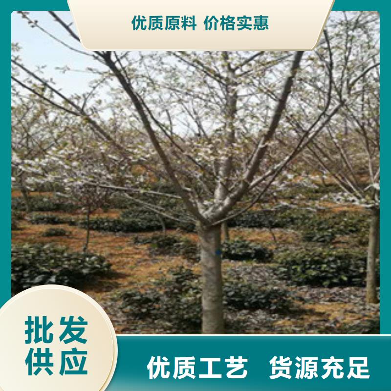 樱花核桃苗樱花苗长果桑树苗助您降低采购成本