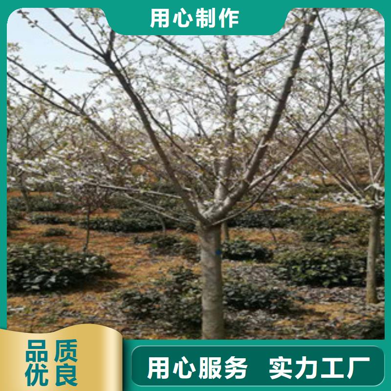 樱花核桃苗樱花苗长果桑树苗加工定制