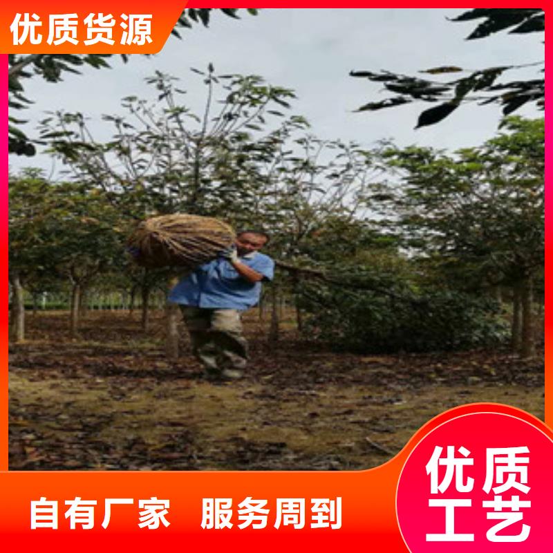 樱花_占地果树发货及时