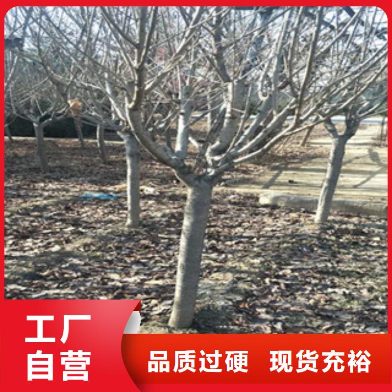 【 樱花,碧桃款式多样】同城生产厂家