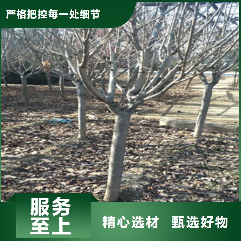樱花_绿化树绿化工程畅销本地