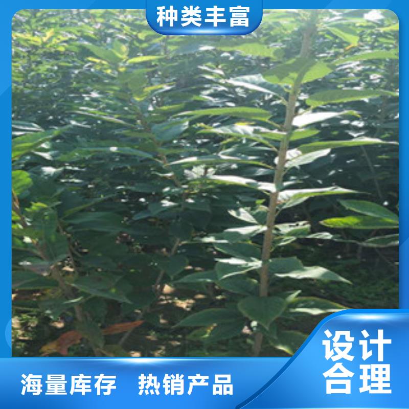 樱花,核桃苗樱花苗长果桑树苗专业按需定制