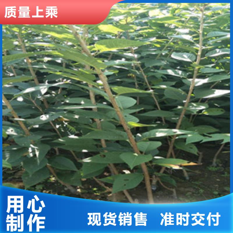 樱花钙果苗颜色尺寸款式定制