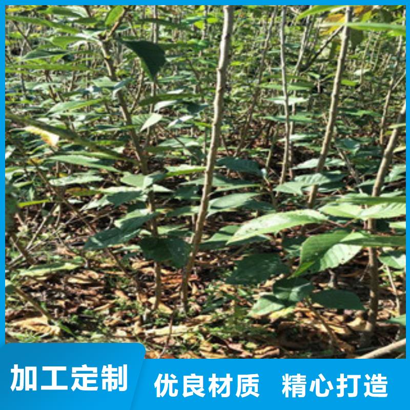 樱花核桃苗樱花苗长果桑树苗严选好货
