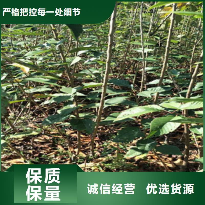 樱花樱桃苗正规厂家