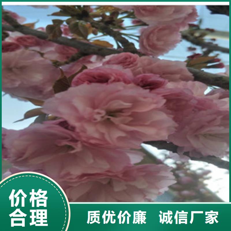 樱花核桃苗樱花苗长果桑树苗严选好货