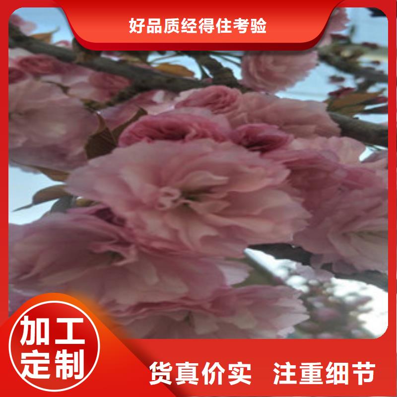 樱花核桃苗樱花苗长果桑树苗严选好货