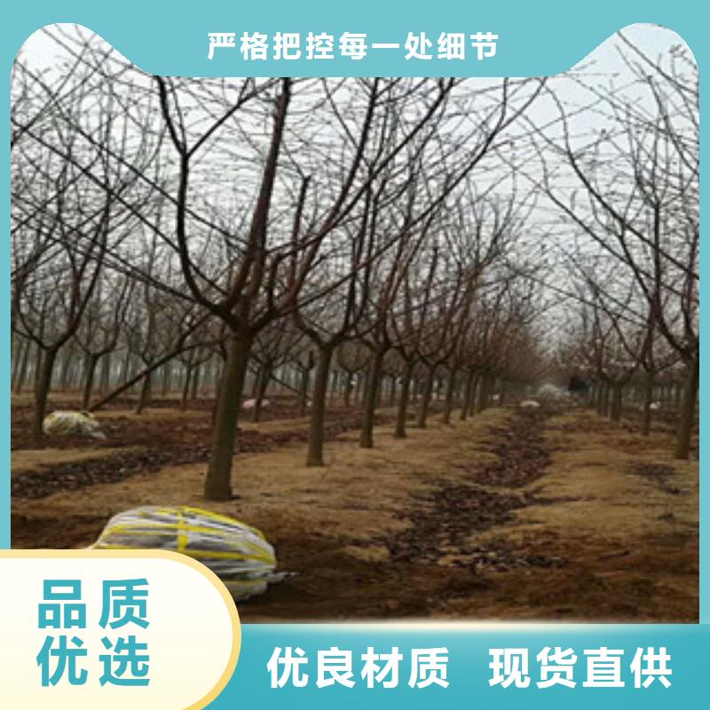 樱花_占地果树发货及时