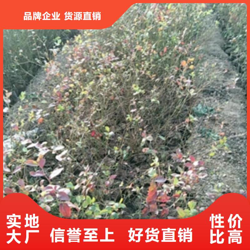 【 蓝莓苗泰山景松 造型景松源头直供】正家