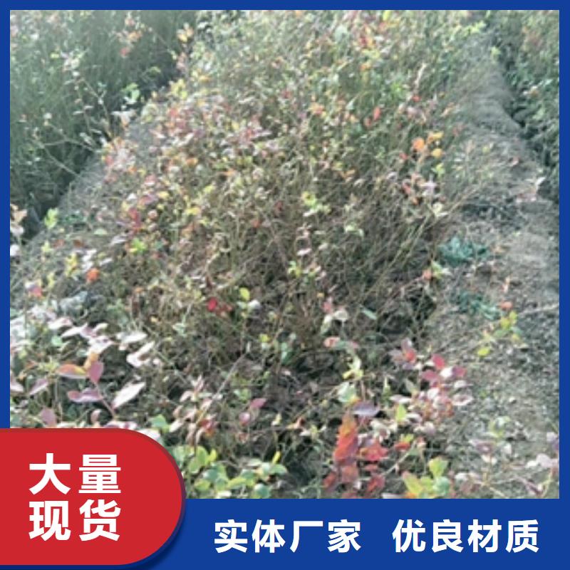 蓝莓苗联系厂家