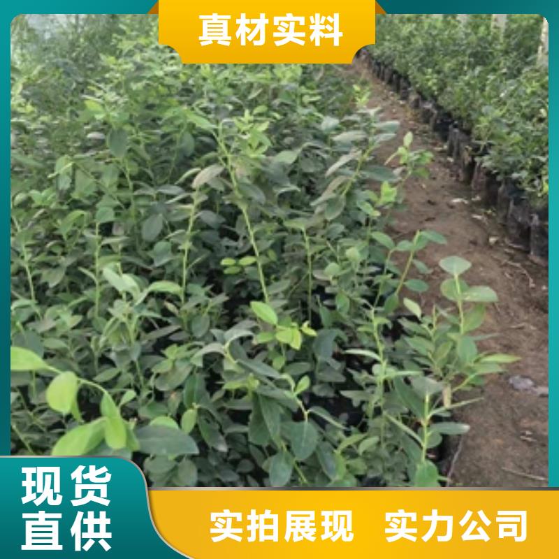 【蓝莓苗】_占地果树N年生产经验 正家园艺场(长治市分公司)