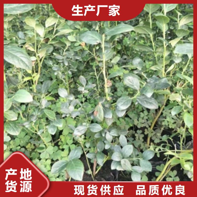 蓝莓苗钙果苗厂家现货批发