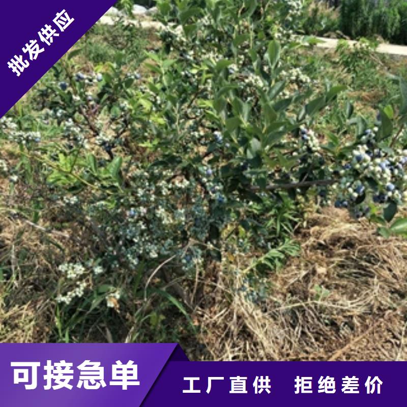 蓝莓苗发货迅速
