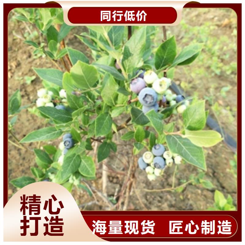 蓝莓苗-钙果苗注重细节
