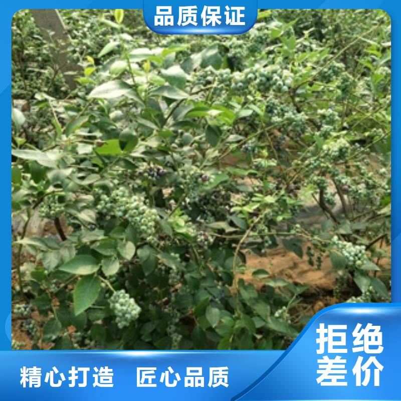 蓝莓苗占地果树一手货源