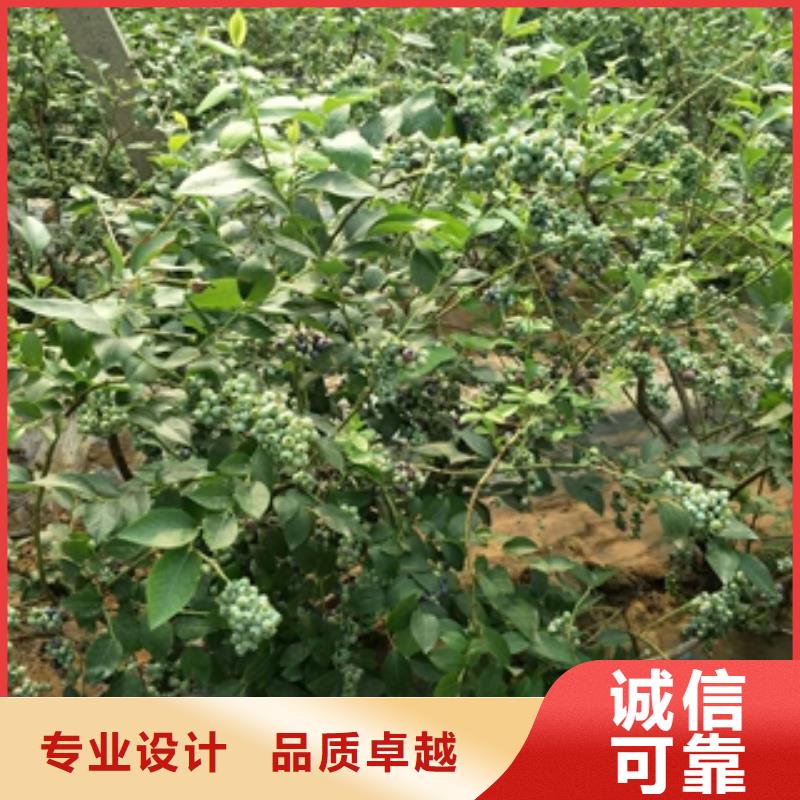 蓝莓苗-钙果苗注重细节