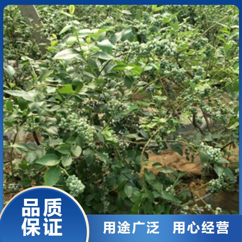 【好货直供 蓝莓苗泰山景松 造型景松源头直供】本地咨询