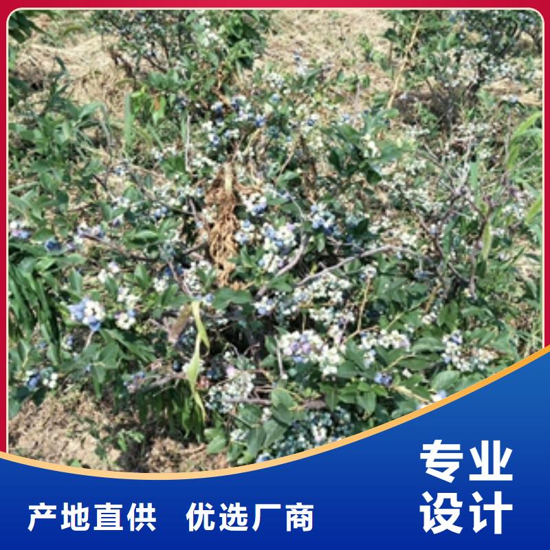 【蓝莓苗】_占地果树N年生产经验 正家园艺场(长治市分公司)