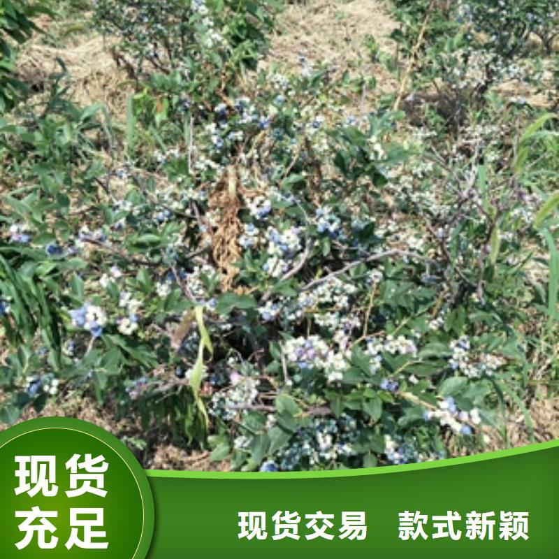 蓝莓苗,钙果苗经验丰富品质可靠