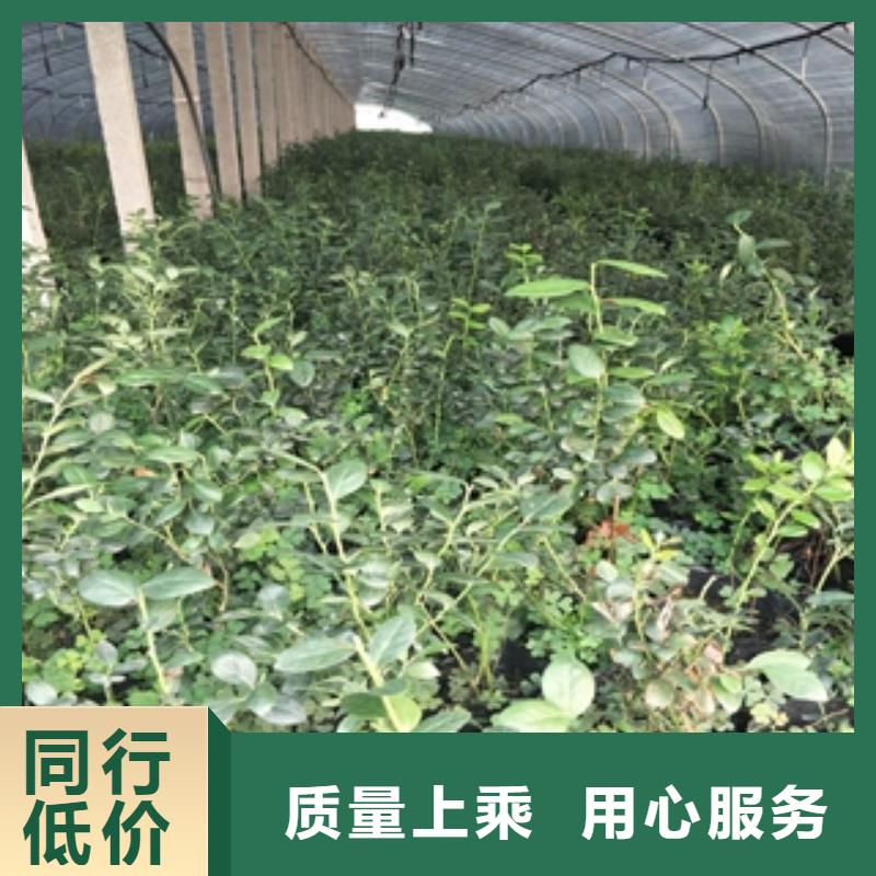 【蓝莓苗】_占地果树N年生产经验 正家园艺场(长治市分公司)