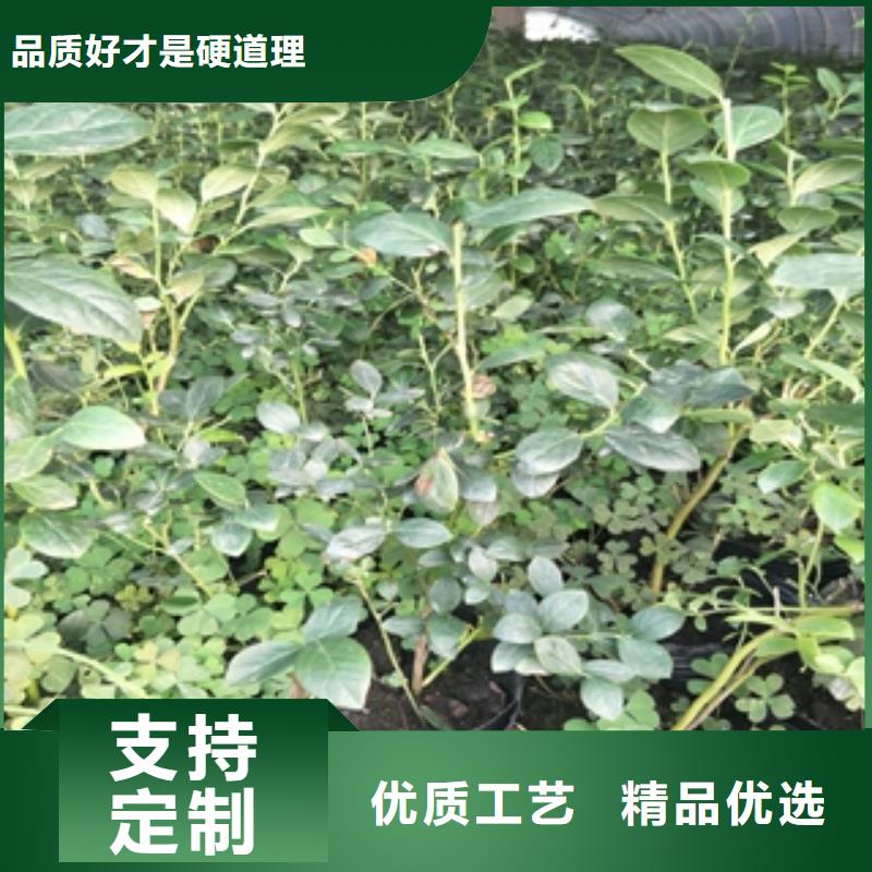【蓝莓苗】_占地果树N年生产经验 正家园艺场(长治市分公司)