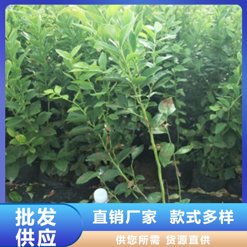 【蓝莓苗】_占地果树N年生产经验 正家园艺场(长治市分公司)