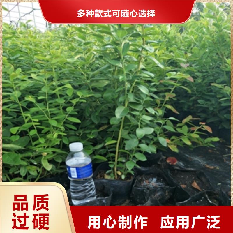 蓝莓苗钙果苗厂家现货批发