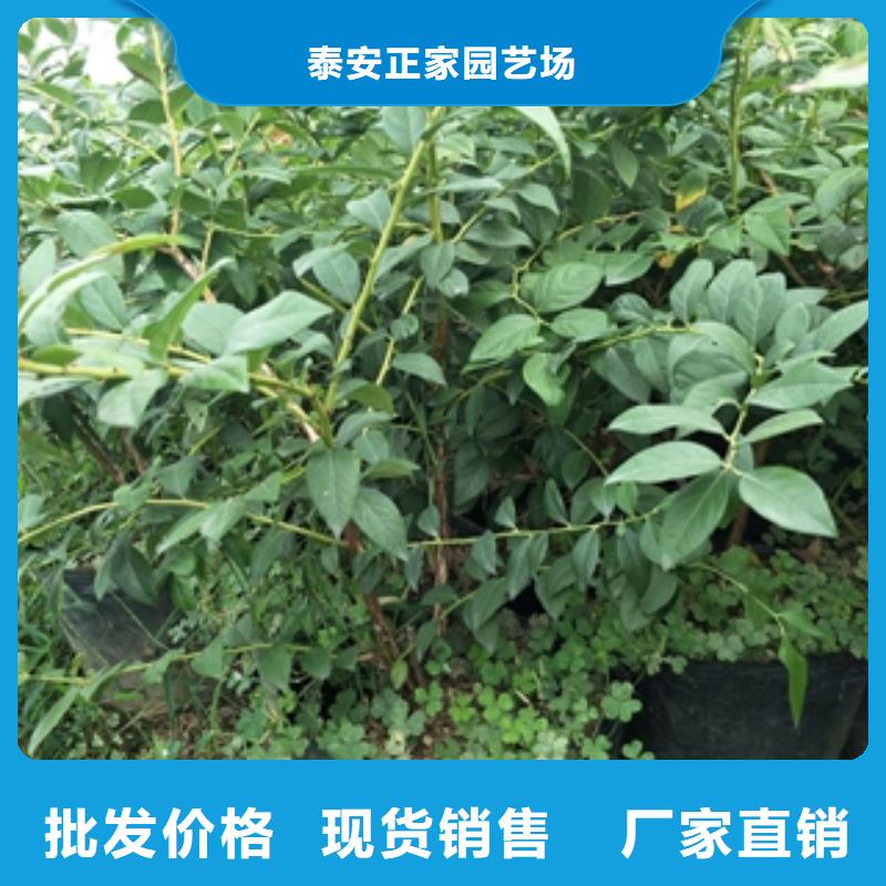 【蓝莓苗】_占地果树N年生产经验 正家园艺场(长治市分公司)