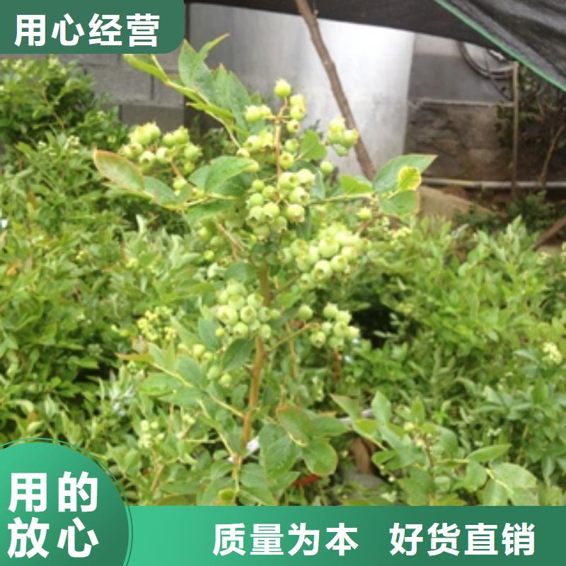 蓝莓苗老品牌厂家