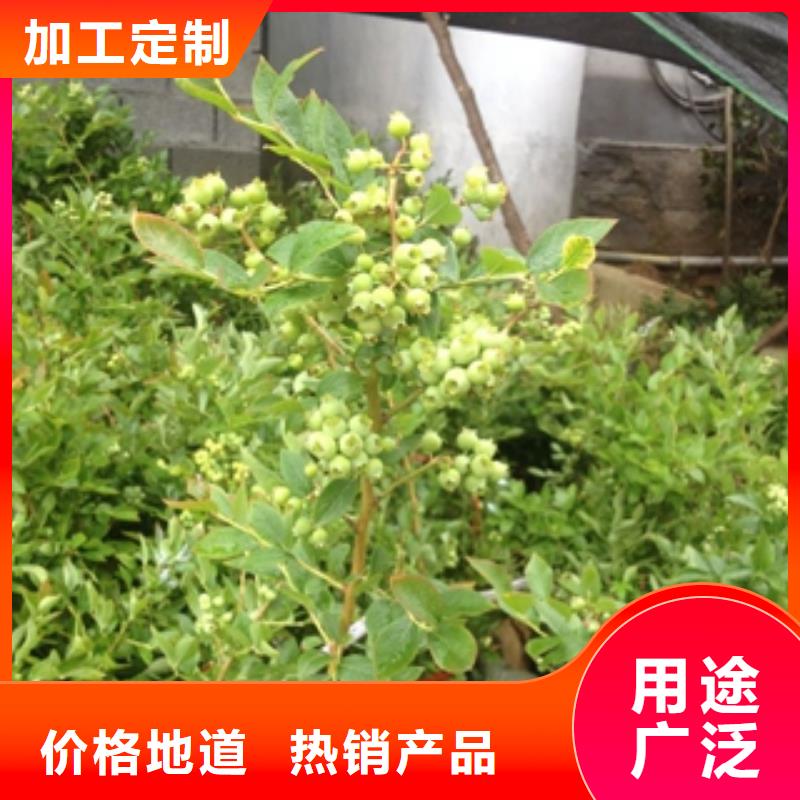 蓝莓苗樱桃苗品质保障价格合理