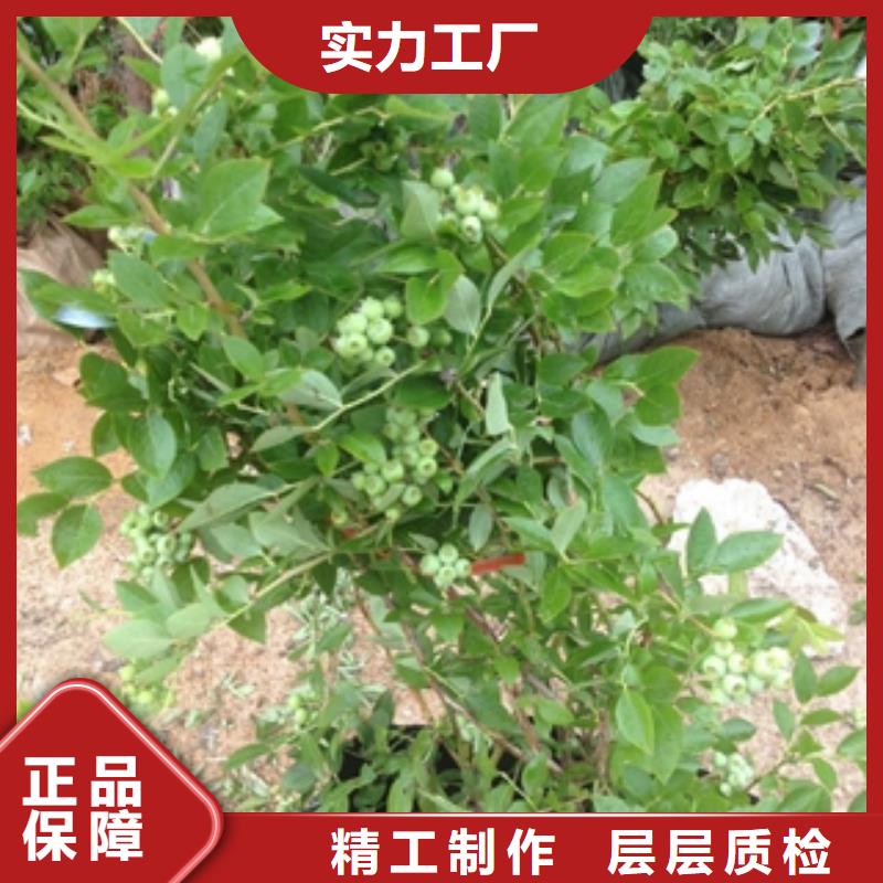 蓝莓苗,核桃苗樱花苗长果桑树苗欢迎新老客户垂询