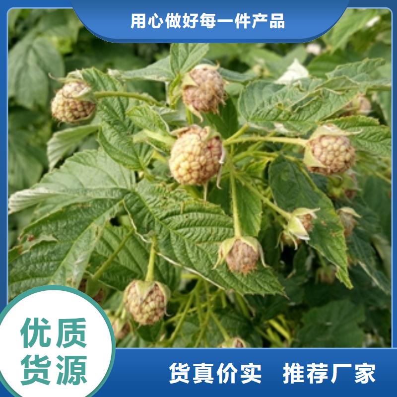 正家【树莓苗】_国槐把实惠留给您