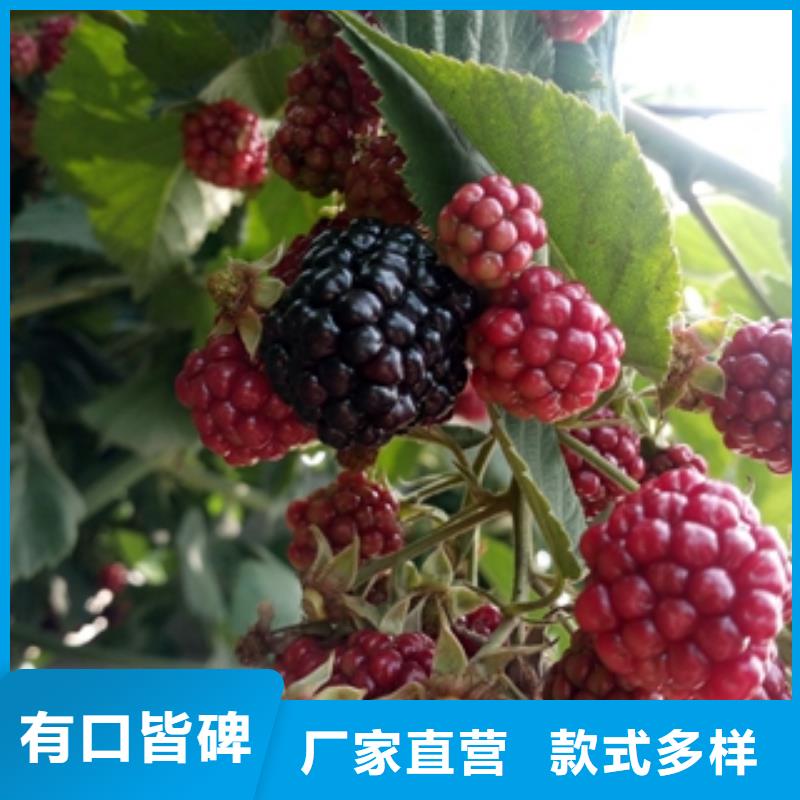 【 树莓苗蓝莓苗现货充足量大优惠】正家