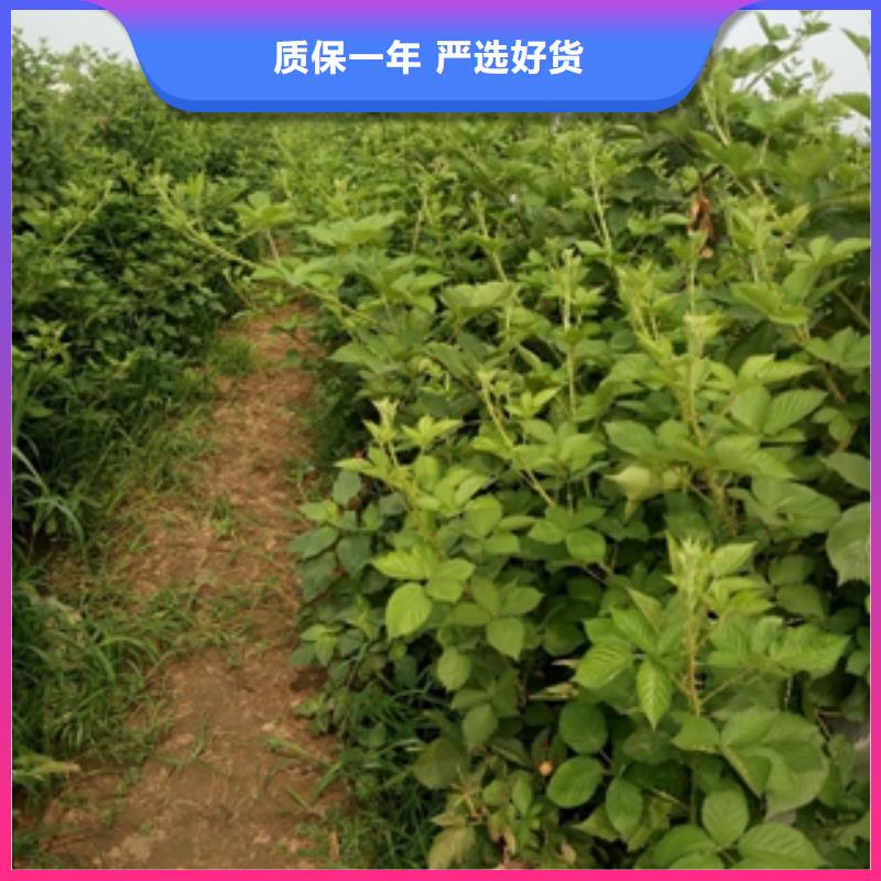 【 树莓苗蓝莓苗现货充足量大优惠】正家